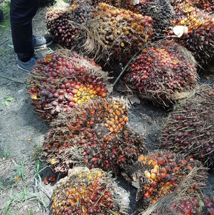 Tandan buah segar kelapa sawit hasil kebun anggota